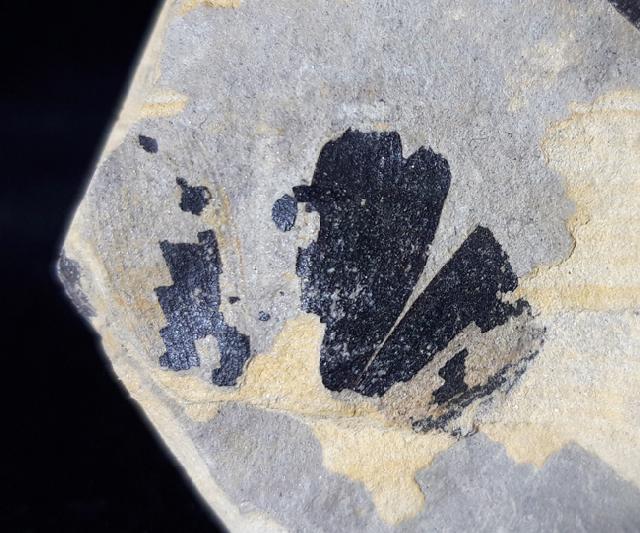 Ginkgo huttoni (STERNBERG in HEER 1876) - Bild &copy; FossNet FossilienStore